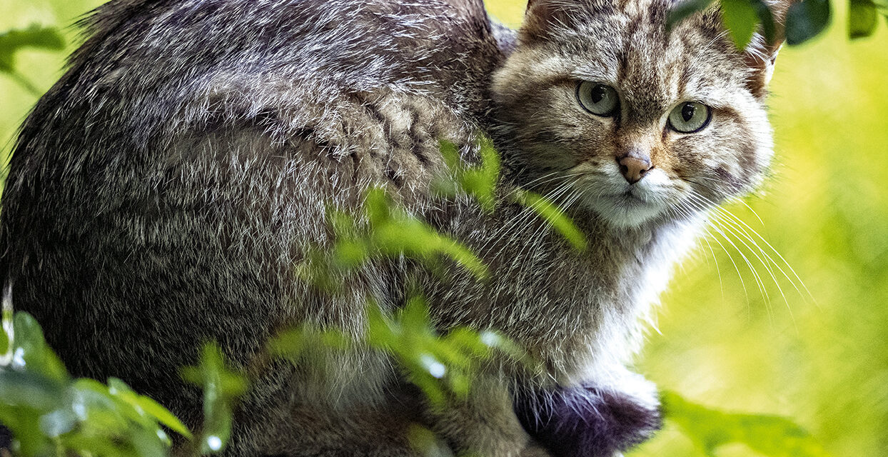 Le retour du chat sauvage