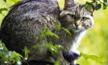 Le retour du chat sauvage