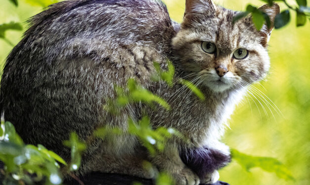 Le retour du chat sauvage