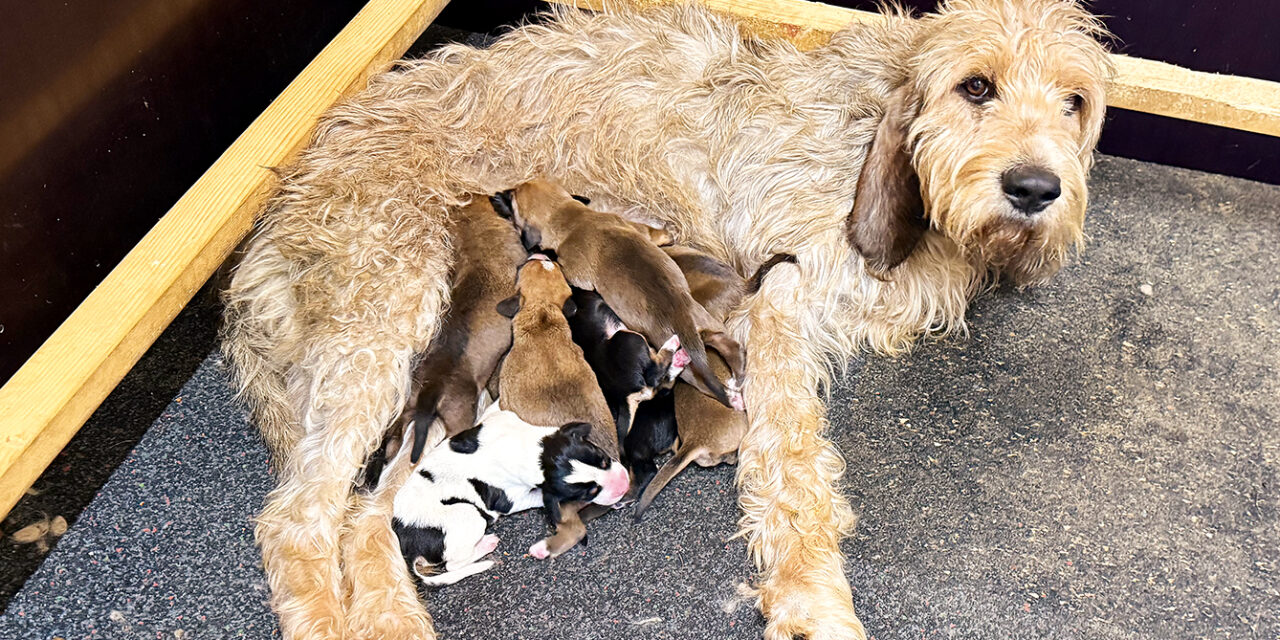 à vendre portée de griffons, élevés en famille avec enfants