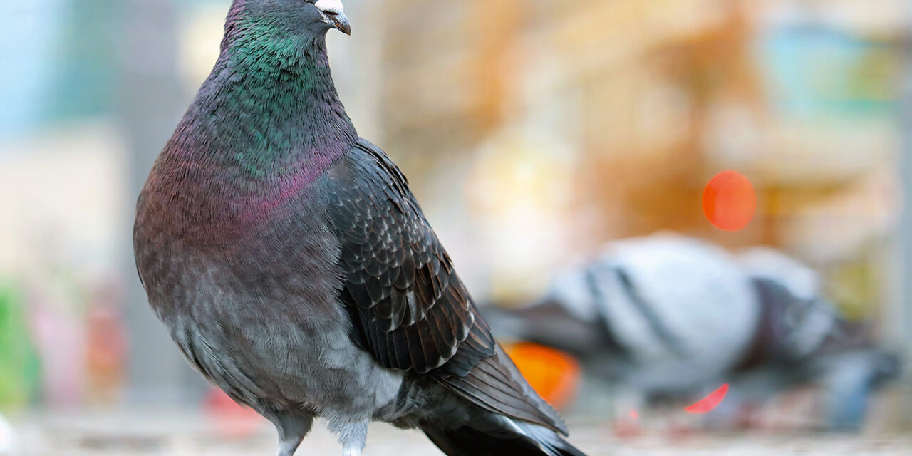 Innovation dans la gestion des pigeons à Bâle-Ville