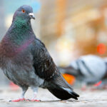 Innovation dans la gestion des pigeons à Bâle-Ville