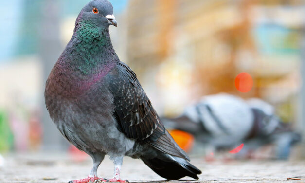 Innovation dans la gestion des pigeons à Bâle-Ville