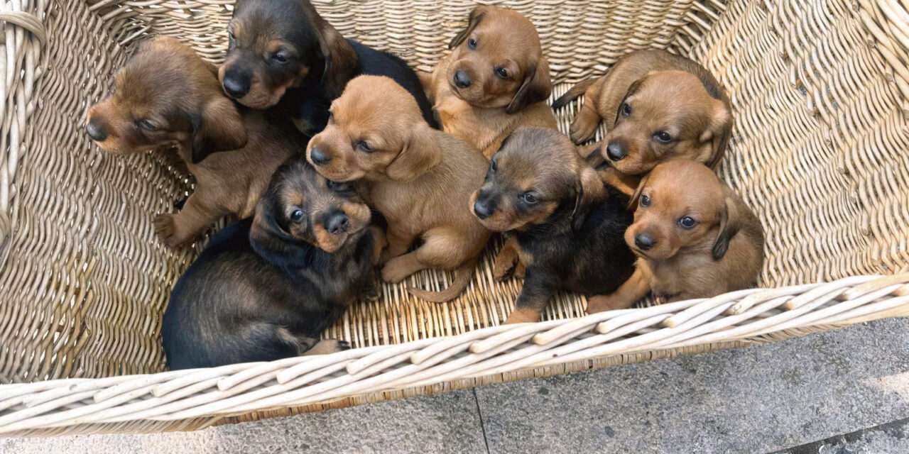 A vendre chiots bassets
