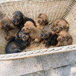 A vendre chiots bassets