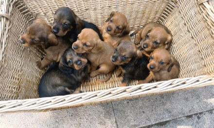 A vendre chiots bassets