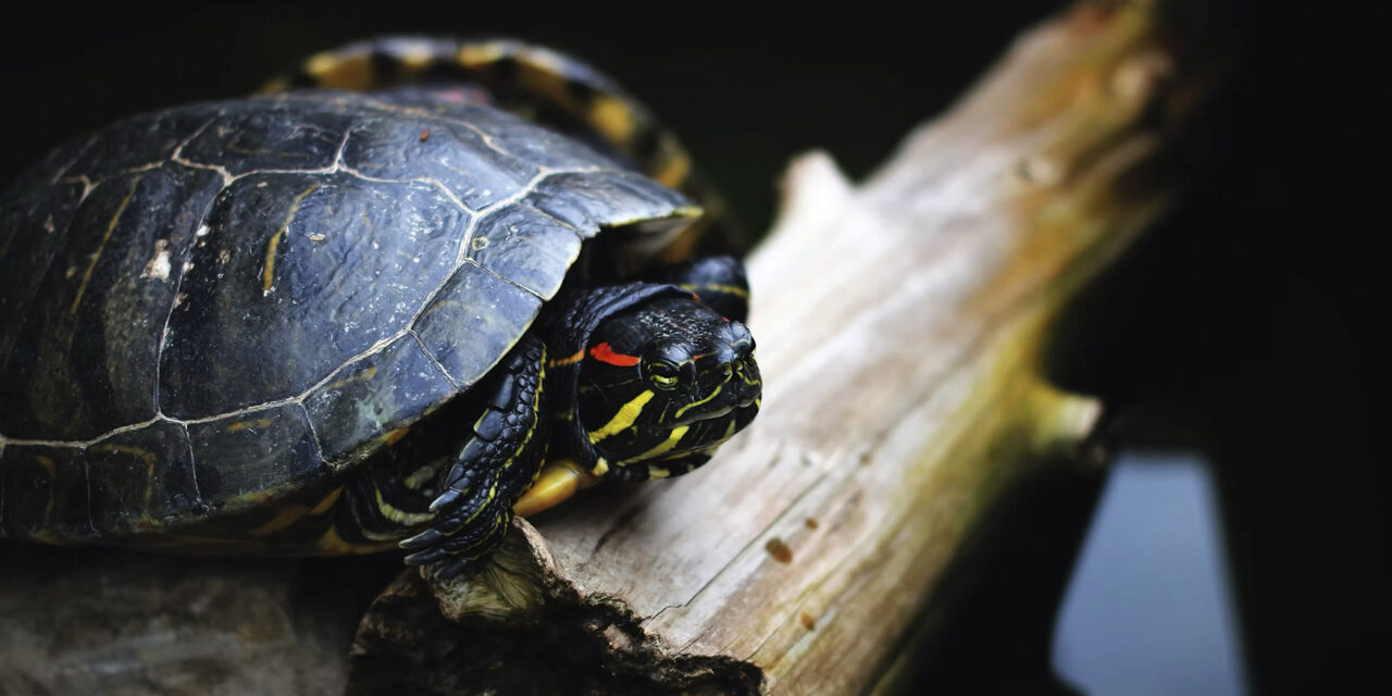 Des chiens spécialisés pour lutter contre les tortues aquatiques exotiques invasives