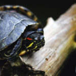 Des chiens spécialisés pour lutter contre les tortues aquatiques exotiques invasives