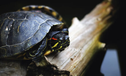 Des chiens spécialisés pour lutter contre les tortues aquatiques exotiques invasives