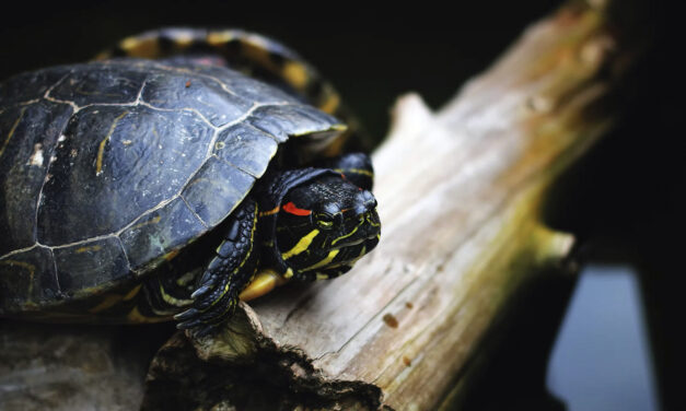 Des chiens spécialisés pour lutter contre les tortues aquatiques exotiques invasives