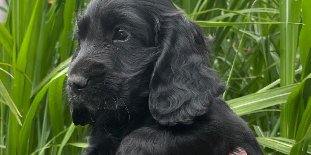 À vendre chiots working cocker anglais