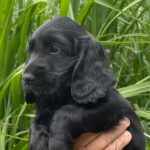 À vendre chiots working cocker anglais