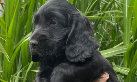 À vendre chiots working cocker anglais