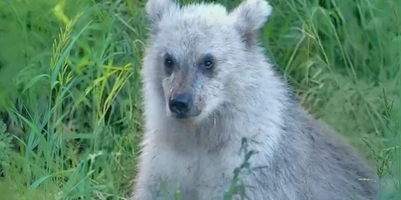 Un ourson brun rare au pelage argenté observé dans un parc national en Alaska