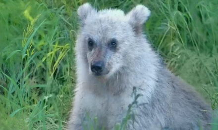 Un ourson brun rare au pelage argenté observé dans un parc national en Alaska
