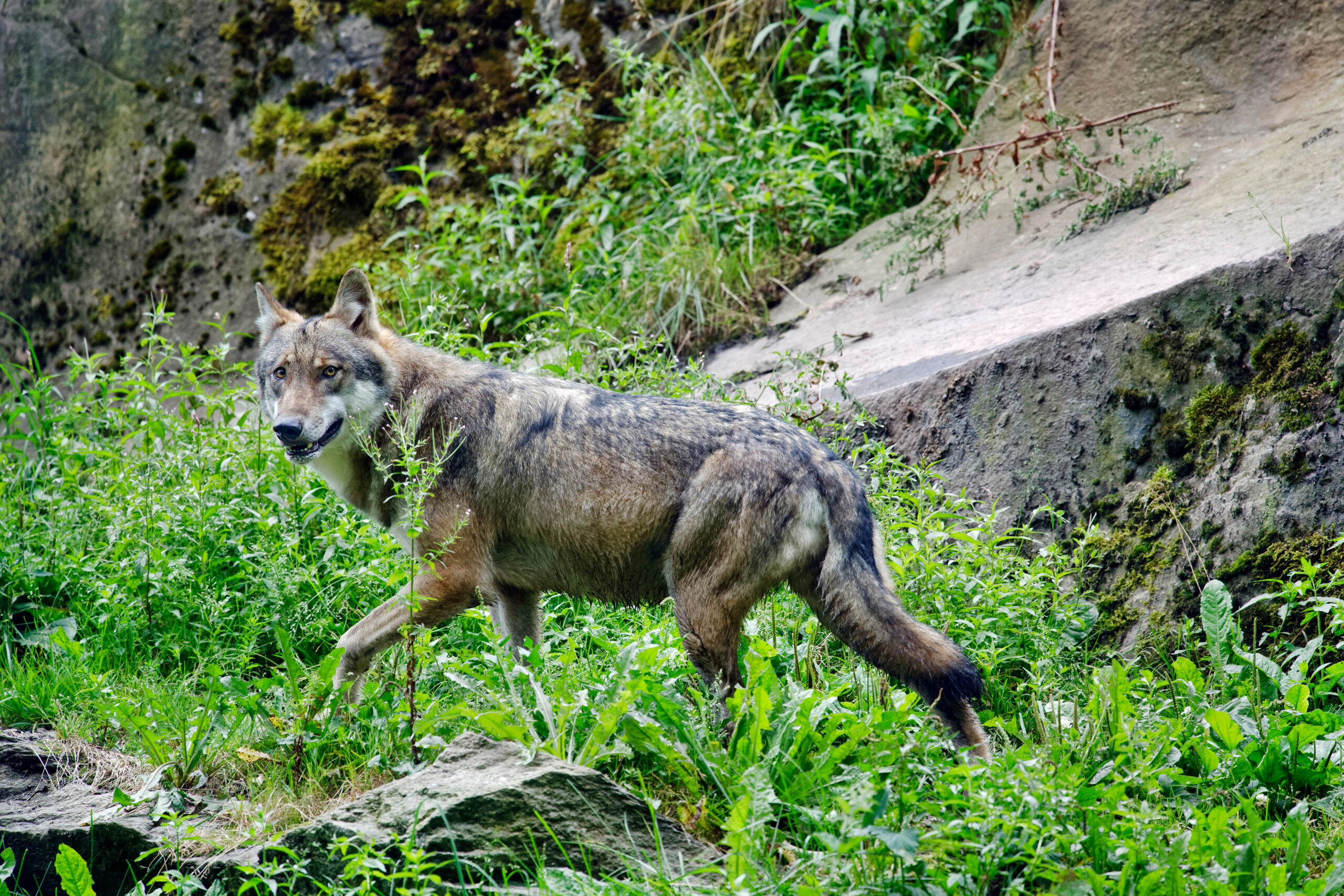 Régulation proactive du loup 2026-2027